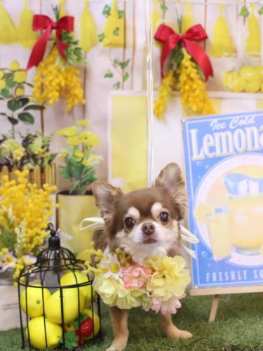 20240419さくらちゃん